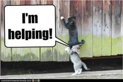helping cats